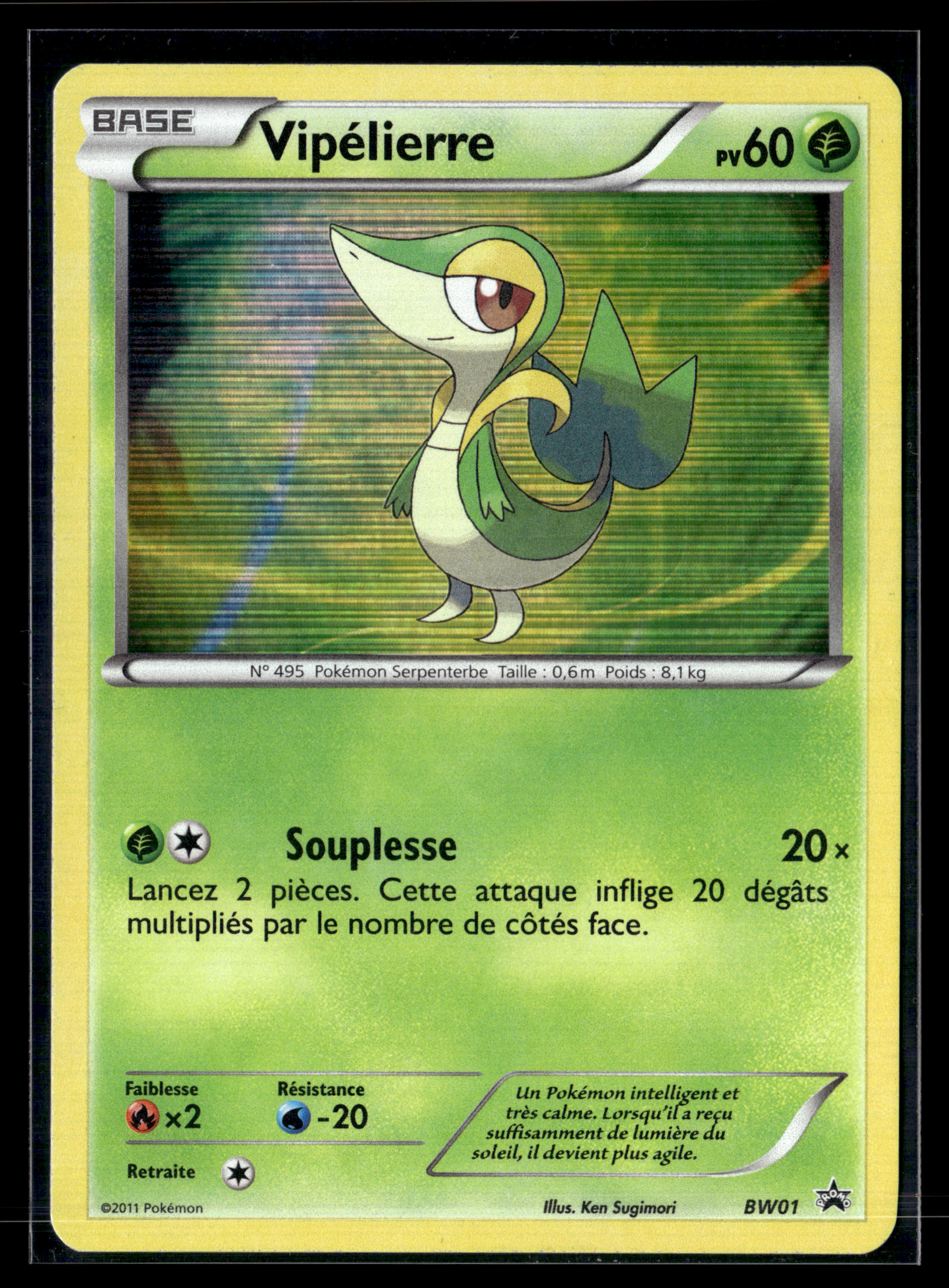Vipelierre BW01 – NM